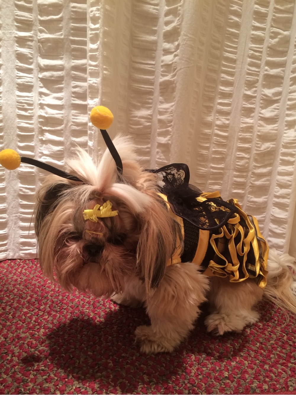 Yellow & Black Bee Costume for Dogs - Classic Pet Outfit